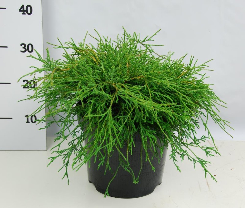 Кипарисовик горохоплодный Филифера Нана